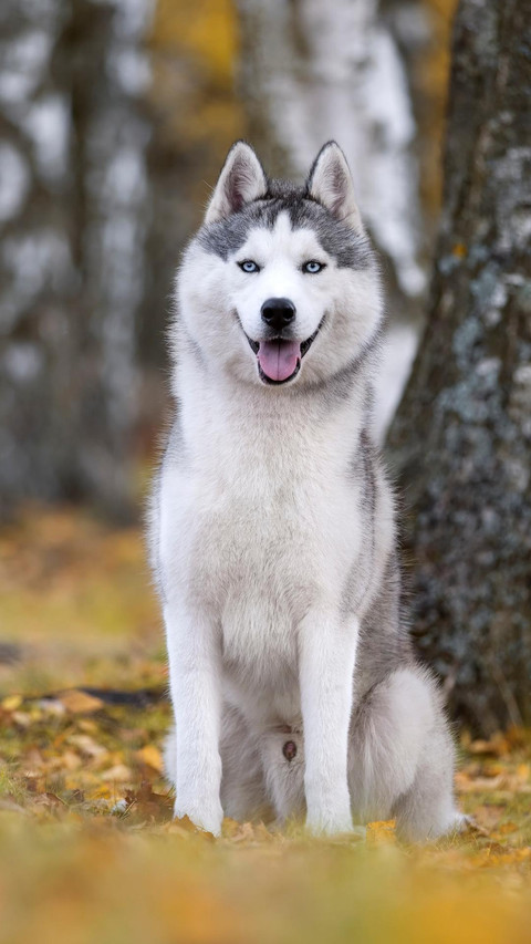 Dog196 screenshot