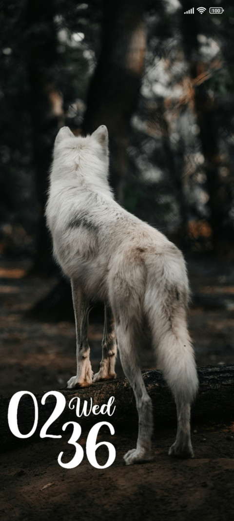 White Dog screenshot