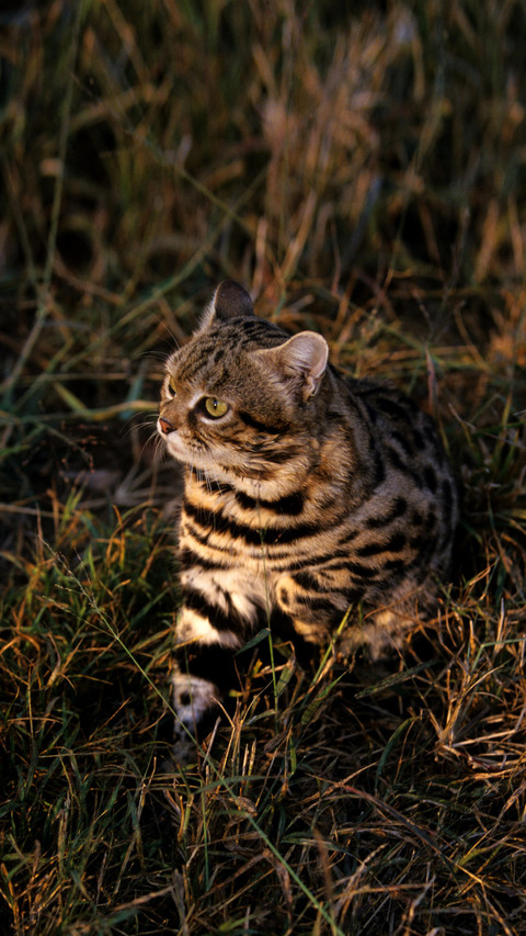 最可爱的猫科动物 screenshot