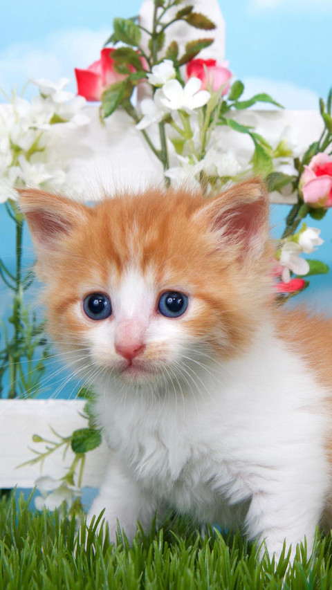 资深“猫奴”的共同点 screenshot