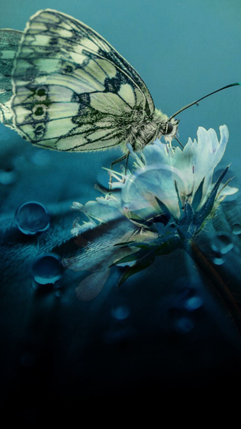 Butterfly (10) screenshot