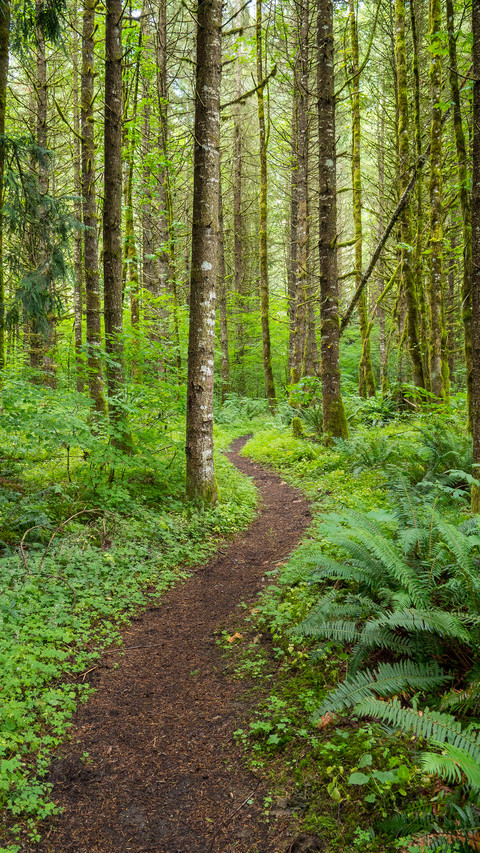Forest Country screenshot