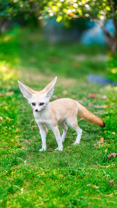 The big ears come with a builtin heat dissipation wonder screenshot