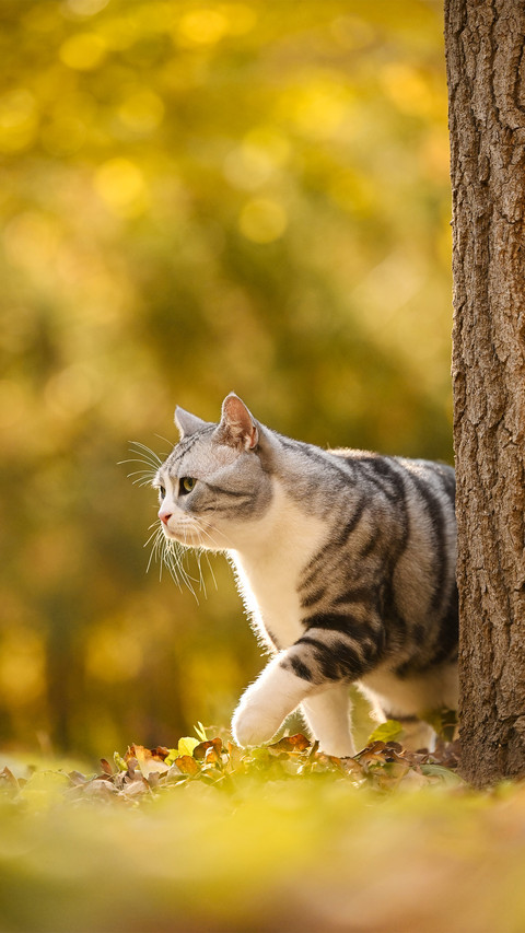 A walking kitten screenshot