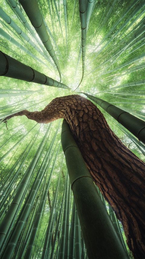 Symbiosis screenshot