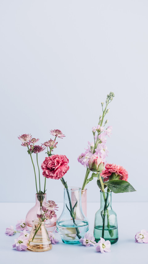 Extend the storage time of carnations 3 screenshot