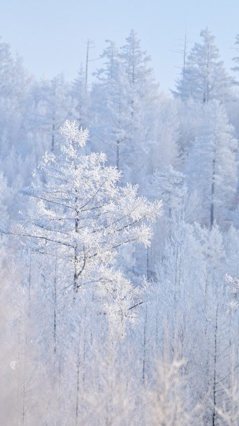 When snow falls quietly in the forest screenshot