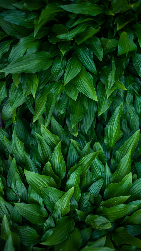 Green eye protection wallpaper screenshot