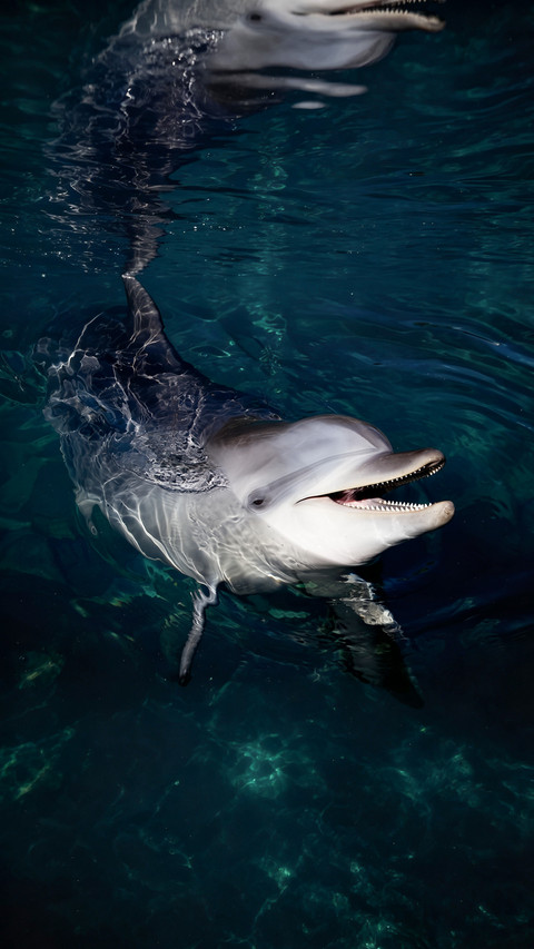 Dolphins are actually marine beasts screenshot