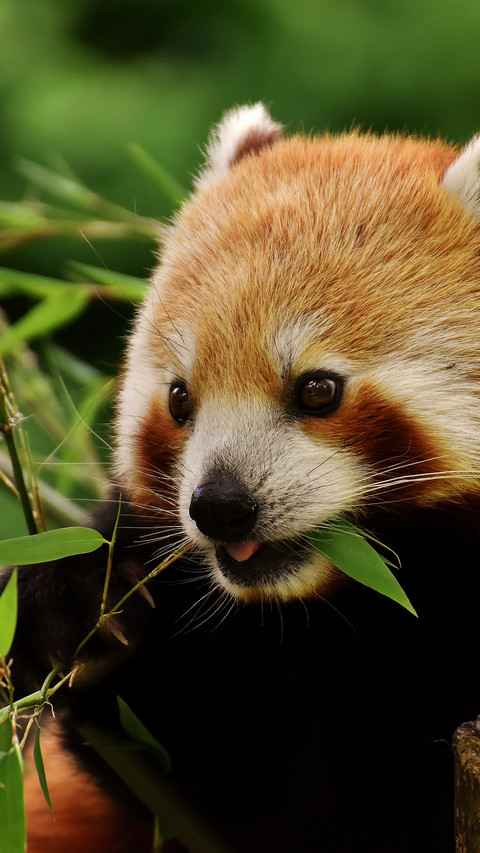 Ailurus fulgens (6) screenshot