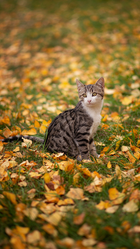 Cat Sitting on The Grass Covered With Leaves screenshot