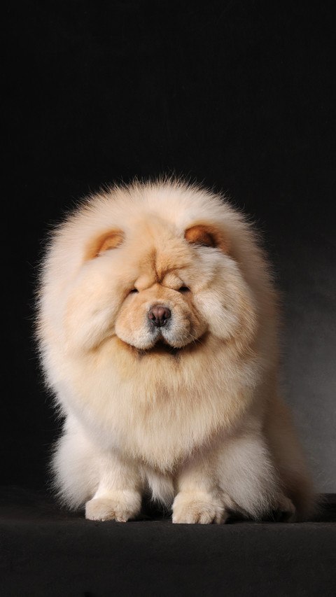 What are the dogs with serious hair loss screenshot