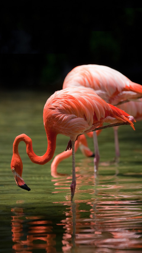 Places with the largest number of flamingos in the world 53 screenshot
