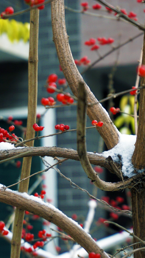 中央美术学院-孙语迟-参赛-下雪了 screenshot