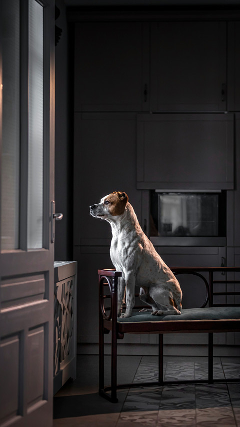 Dog Sitting on A Chair And Looking Out The Window screenshot