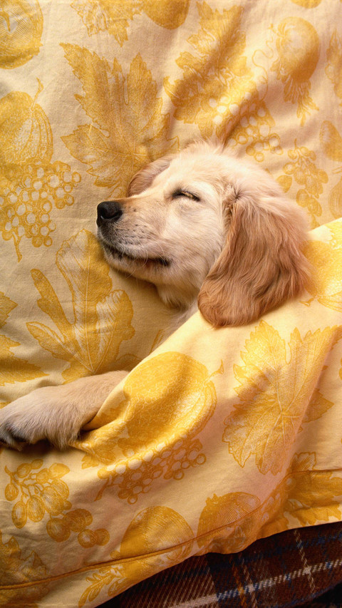There are cute pets and sleeping elves at home screenshot
