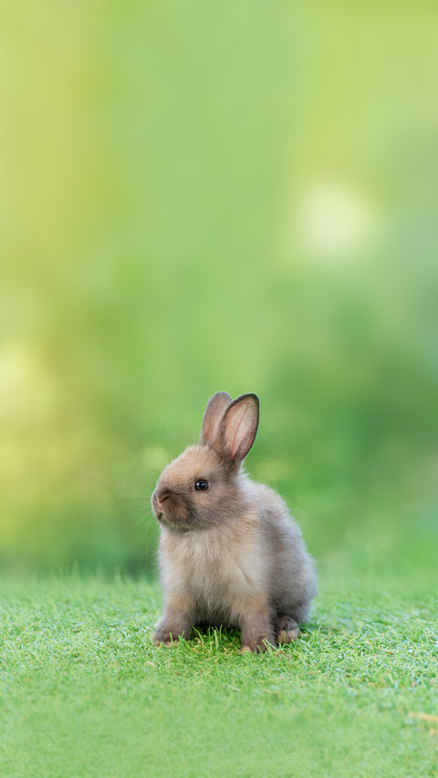 Adorable Fluffy Baby Bunny Rabbit Sitting on Green Grass screenshot