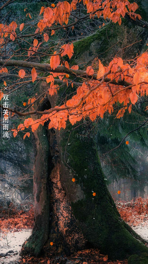 发财树 screenshot