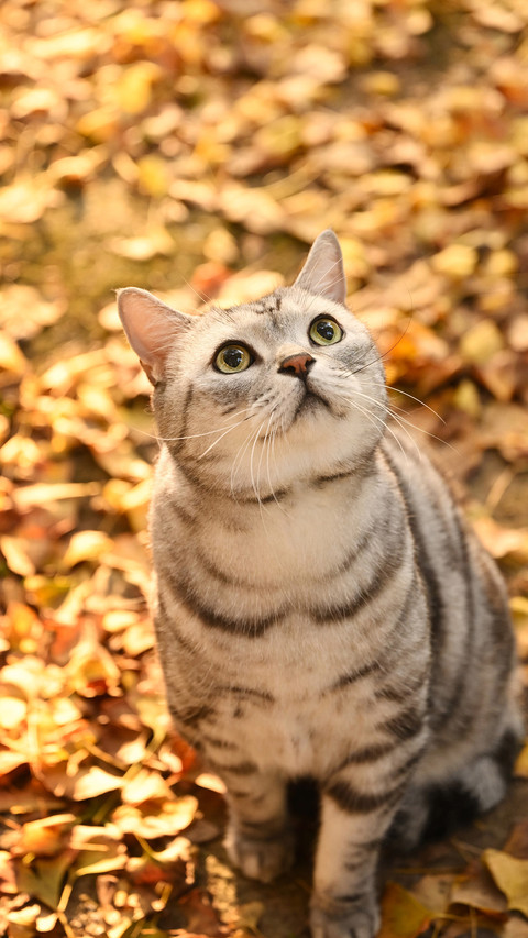 The philosophy of cats in autumn light 2 screenshot