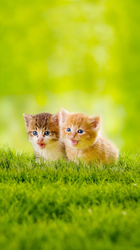 5 behaviors of cats protecting you screenshot