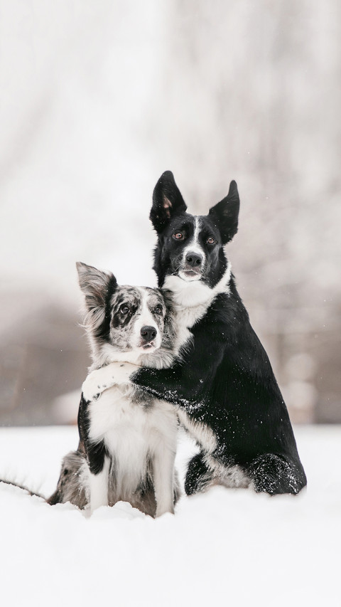 two border collie dogs hugging outdoors in winter screenshot