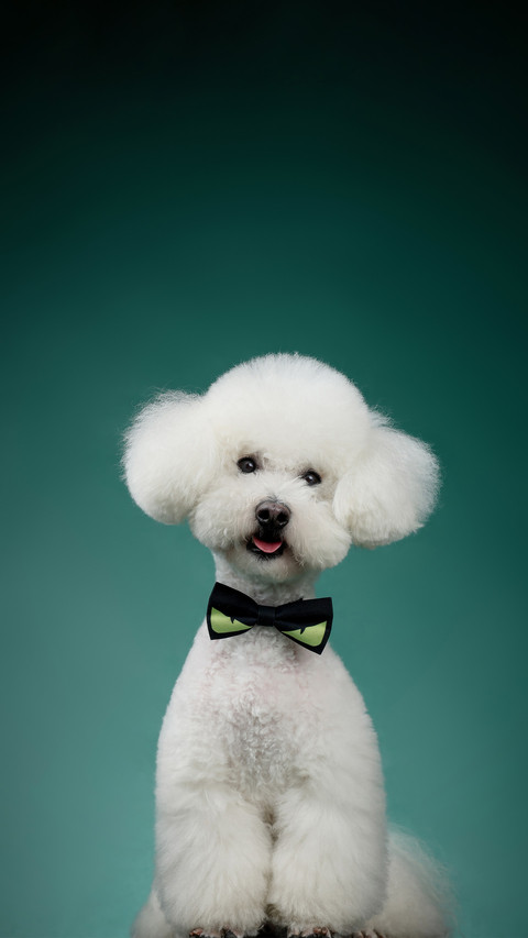 Its not your imagination that dogs are jealous screenshot