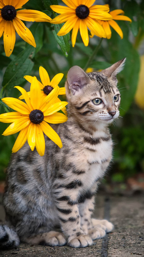 Cat screenshot