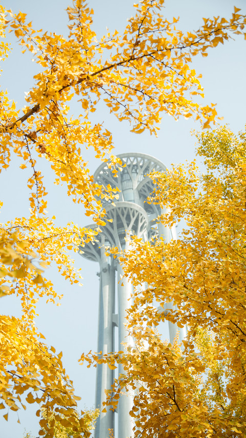 Will you buy ginkgo bouquets 21 screenshot