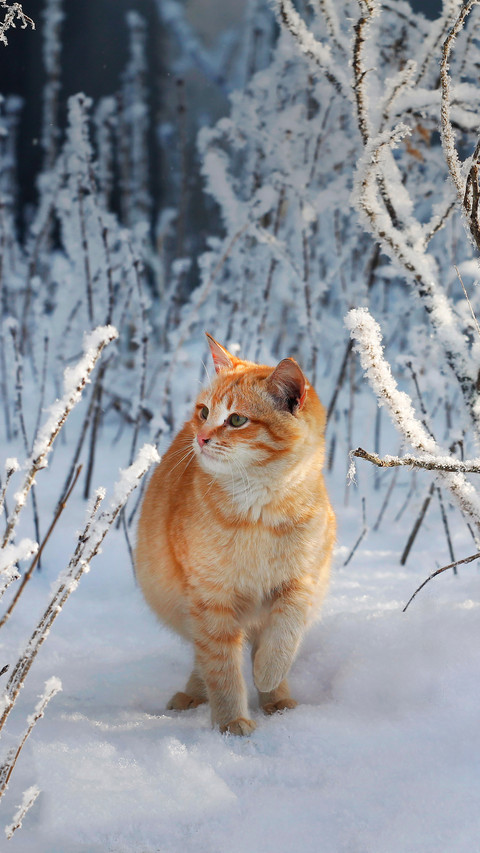 An Orange Cat Walking in The Snow screenshot