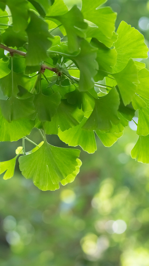 The green ginkgo leaves in summer screenshot