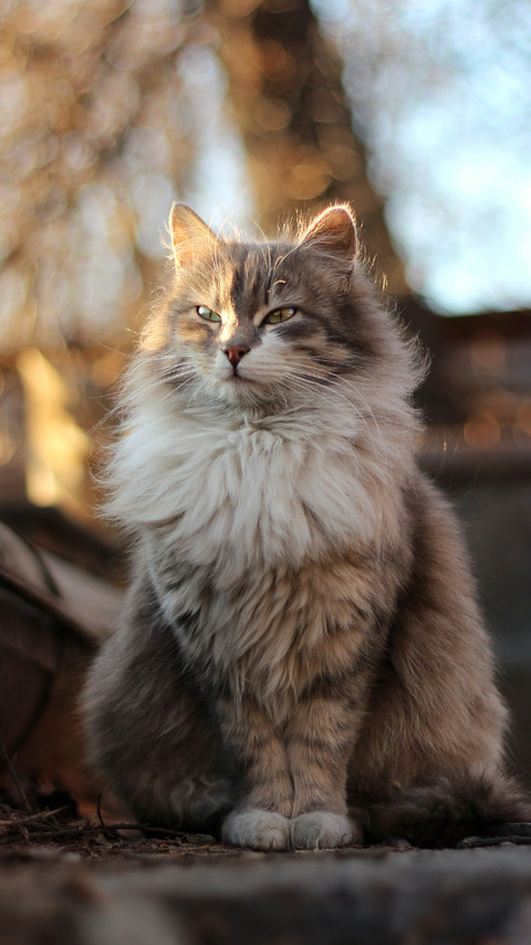 A Majestic Cat Sitting on The Ground screenshot
