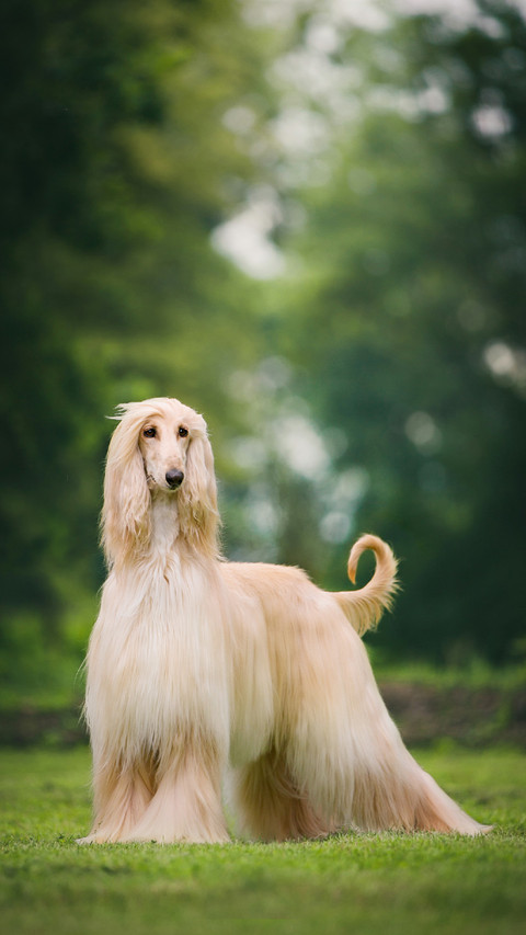 An Afghan Hound Standing on The Grass screenshot