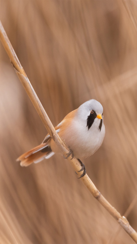 Male - Reedling Panurus Biarmicus screenshot