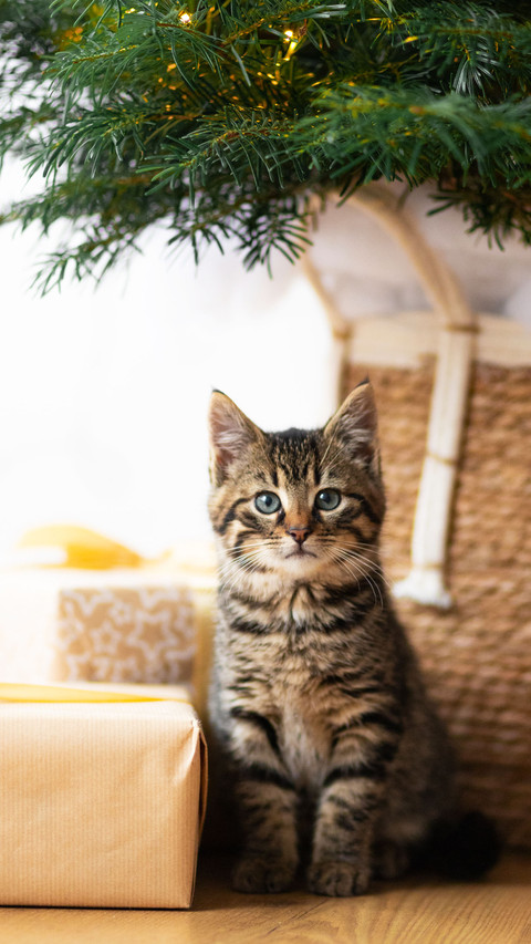 Cat kitty sitting under the christmas tree screenshot