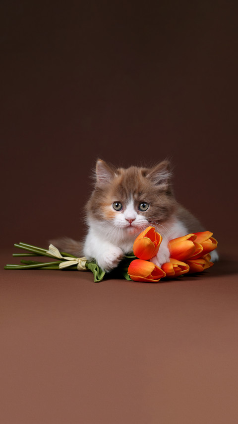 Cute fluffy kitten with tulips on a brown background screenshot