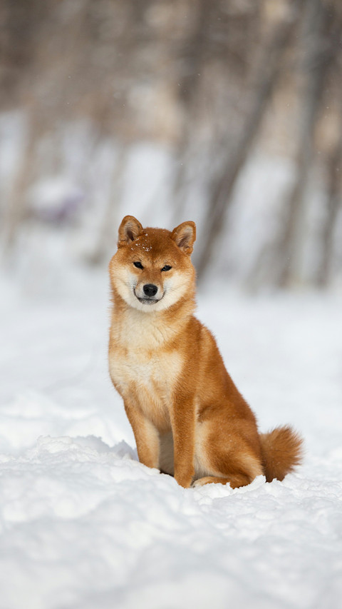 A Cute Shiba Inu Dog Sitting on The Snow screenshot