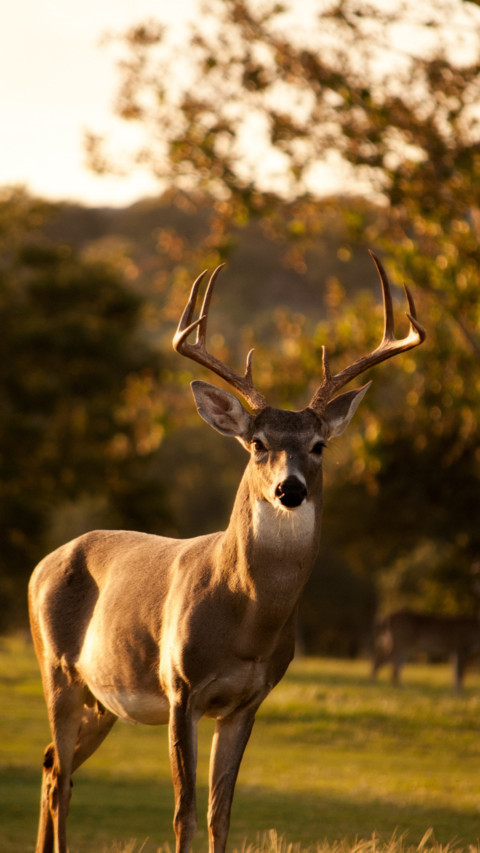 Deer (3) screenshot