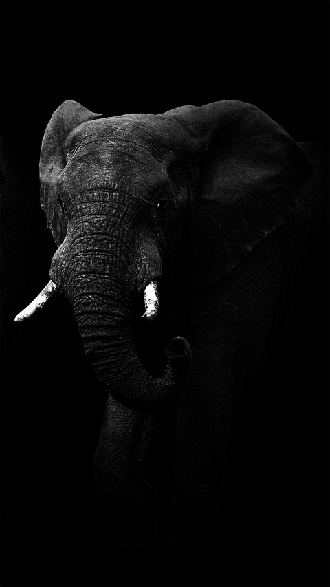 Black and White Photography Art screenshot