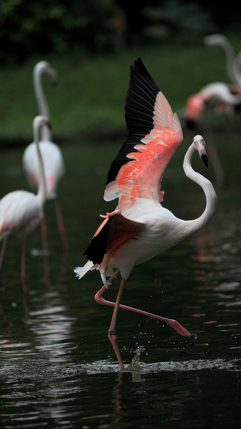 Dancing gracefully with flamingos screenshot