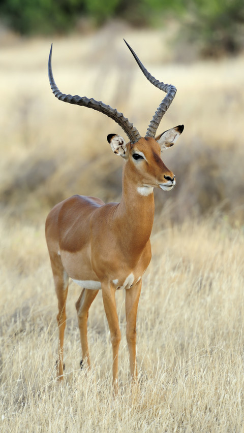 Impala with Long Horns screenshot