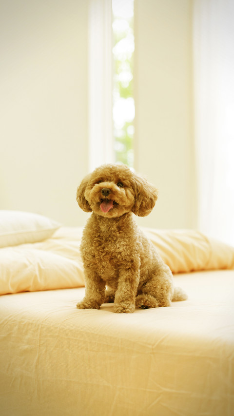 Dog wagging its tail represents happiness screenshot