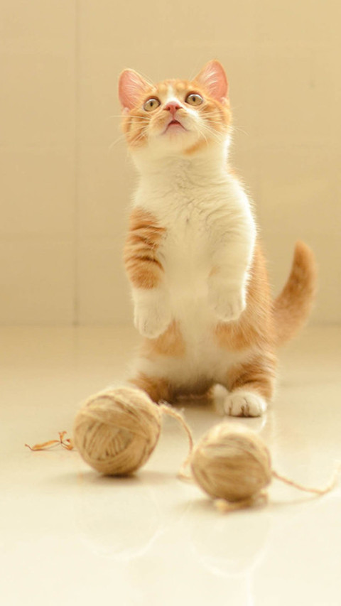 逗趣橘猫 screenshot