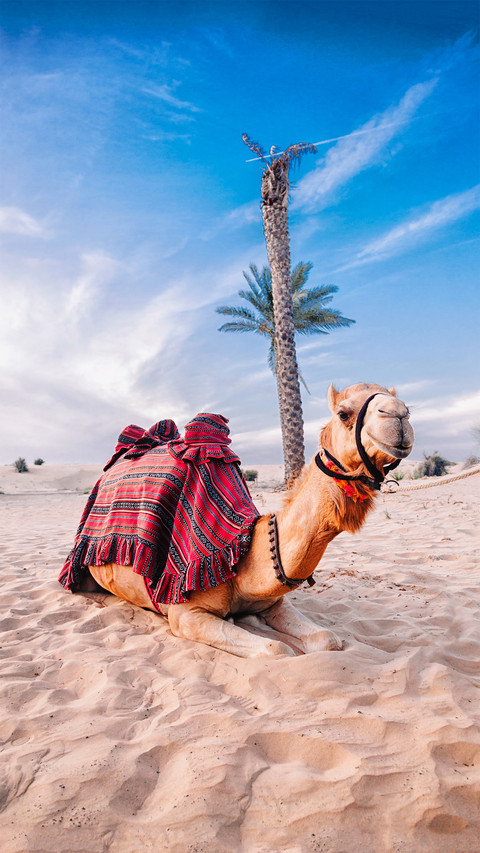  camels  screenshot