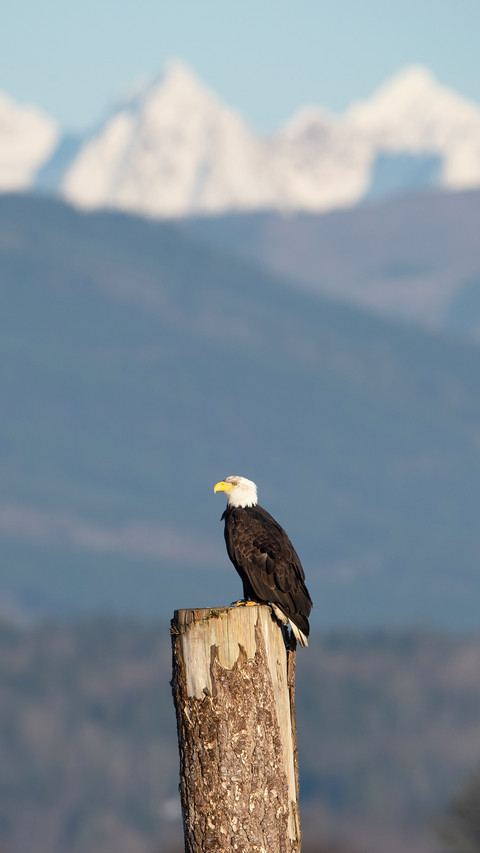 Bald eagle portrait in Canada screenshot