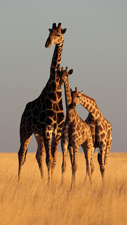 A giraffe with long legs and neck screenshot