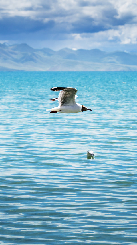 Flying seagulls screenshot