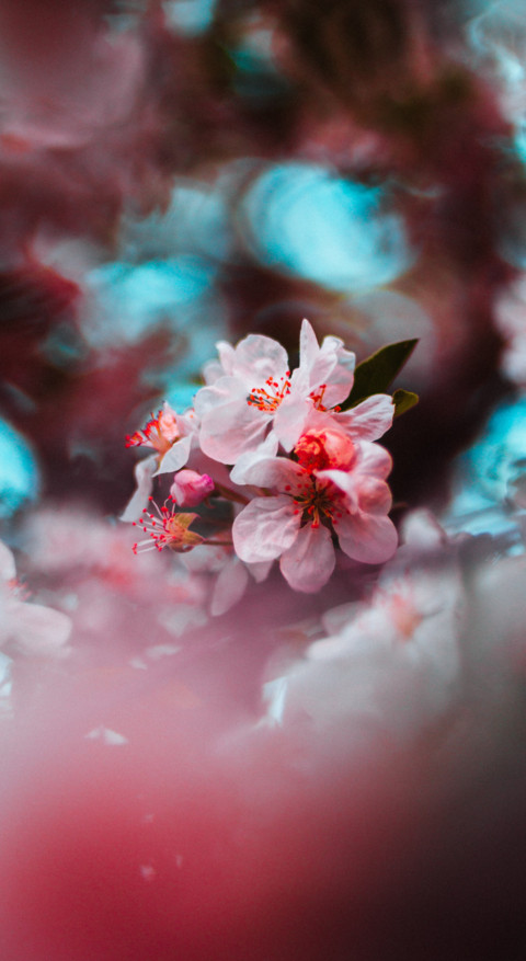 Macro Photography (27) screenshot
