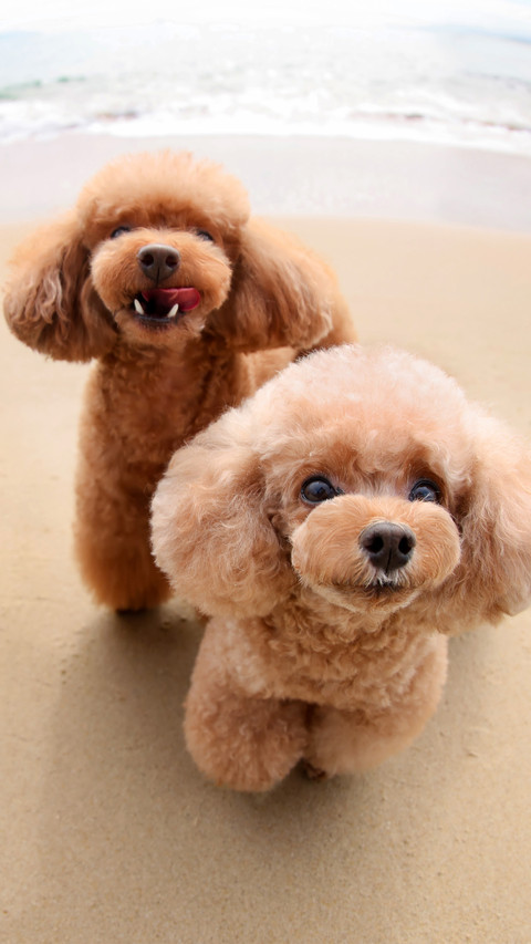 Two poodles by the seaside screenshot