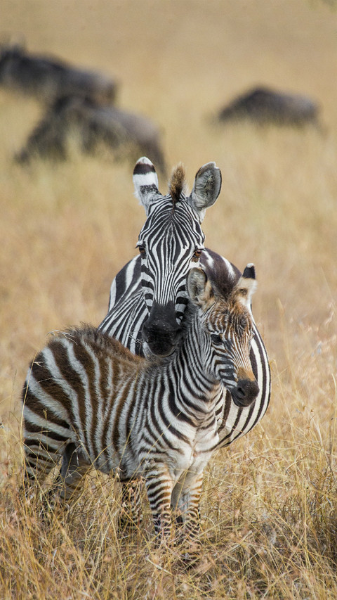 Zebras in Africa screenshot