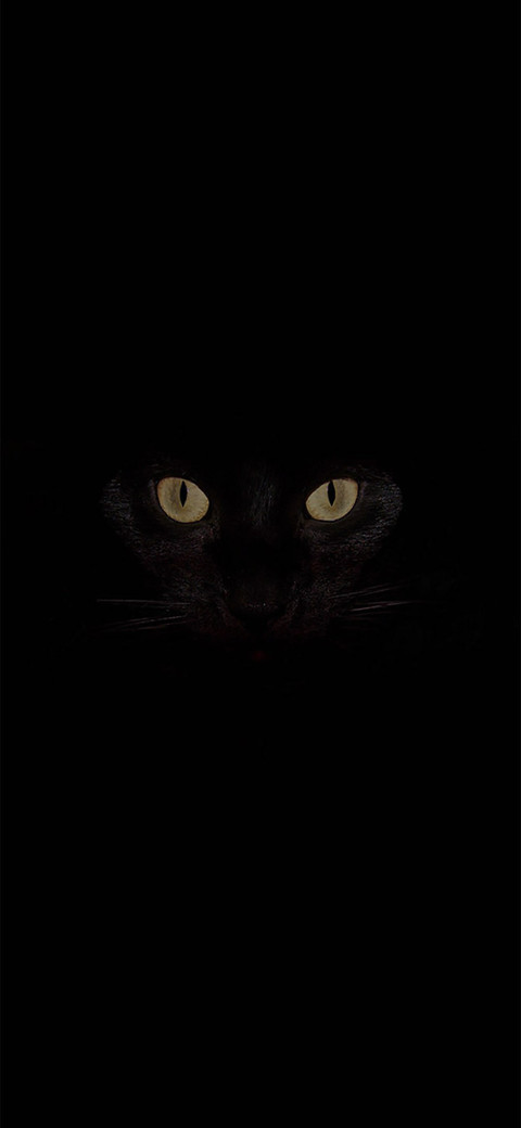 黑猫 screenshot